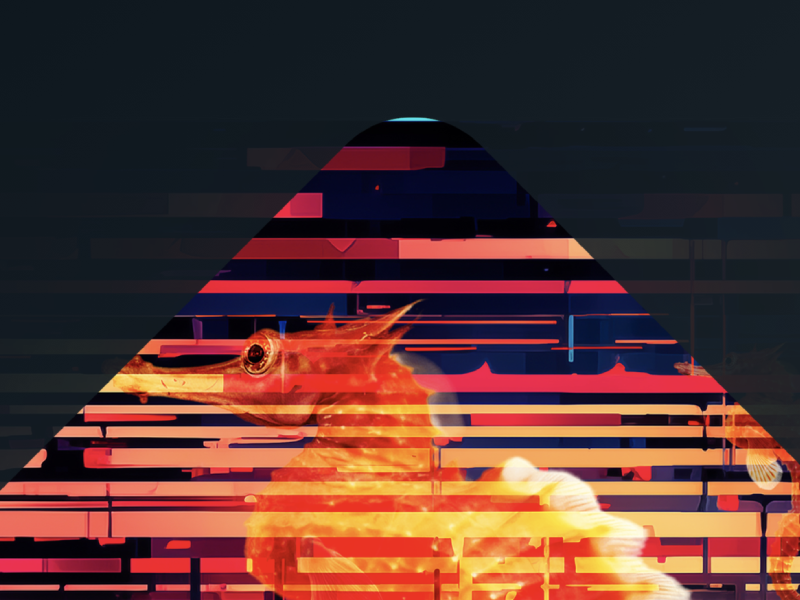 Savvy Seahorse Campaign Report